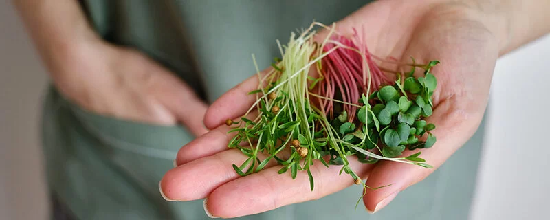 Frau in grüner Schürze hält eine Hand voll Microgreens.