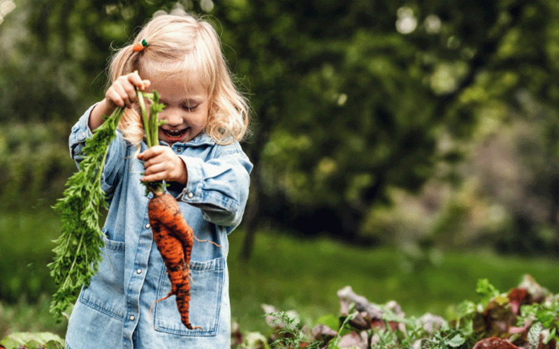 Ein kleines Mädchen steht lachend in einem Garten in einer Mischkultur und hält eine frischgerntete Möhre in den Händen.