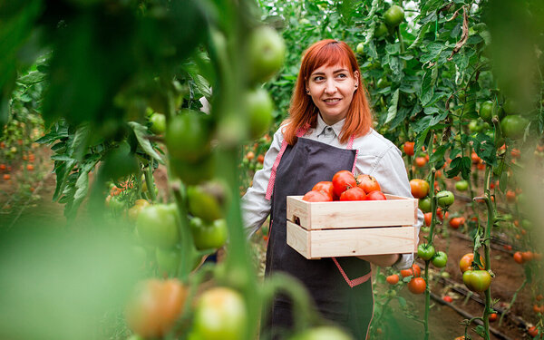 Eine junge Frau steht mit Schürze und Gemüsekiste in der Hand in einem Gewächshaus und erntet Tomaten.