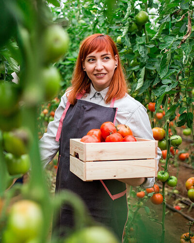 Eine junge Frau steht mit Schürze und Gemüsekiste in der Hand in einem Gewächshaus und erntet Tomaten.