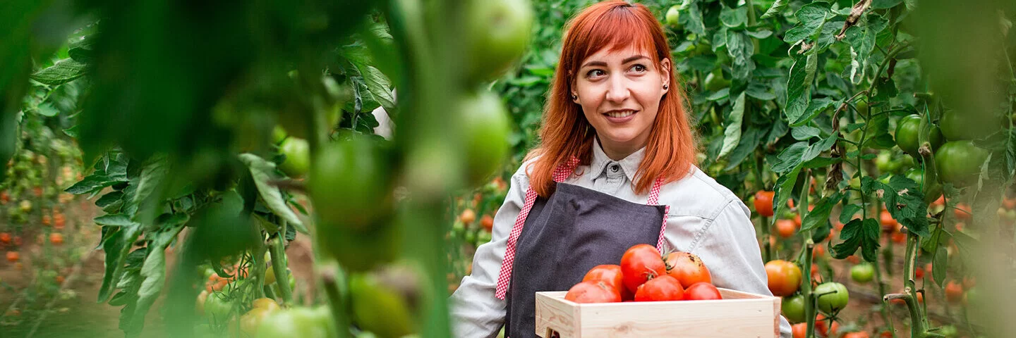 Eine junge Frau steht mit Schürze und Gemüsekiste in der Hand in einem Gewächshaus und erntet Tomaten.