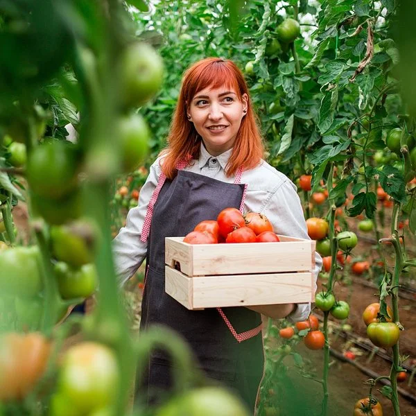 Eine junge Frau steht mit Schürze und Gemüsekiste in der Hand in einem Gewächshaus und erntet Tomaten.