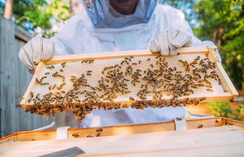 Ein Imker im Schutzanzug hält mit behandschuhten Händen ein Rähmchen mit Bienenwaben hoch, auf dem zahlreiche Bienen sitzen.