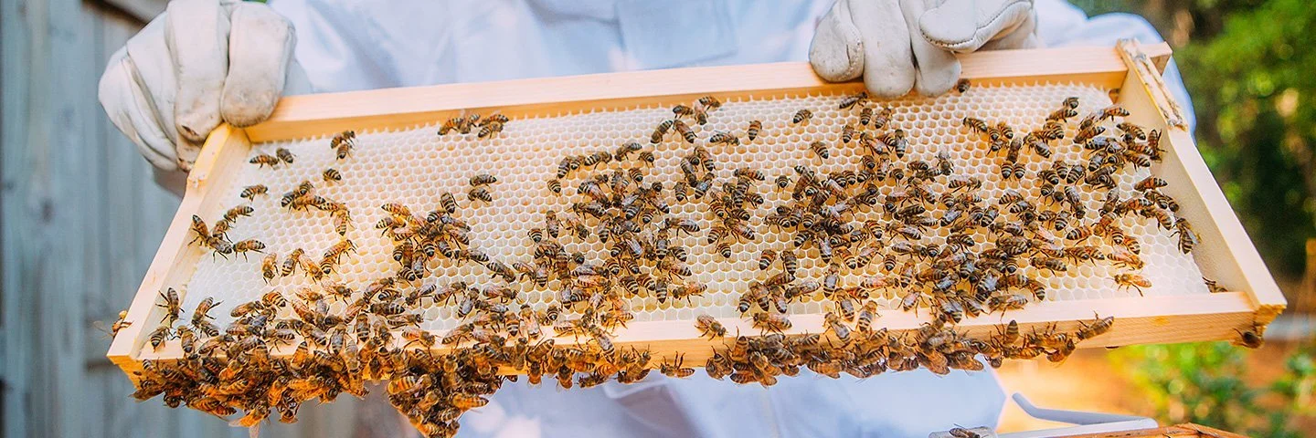 Ein Imker im Schutzanzug hält mit behandschuhten Händen ein Rähmchen mit Bienenwaben hoch, auf dem zahlreiche Bienen sitzen.