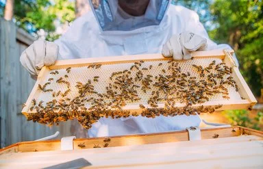 Ein Imker im Schutzanzug hält mit behandschuhten Händen ein Rähmchen mit Bienenwaben hoch, auf dem zahlreiche Bienen sitzen.