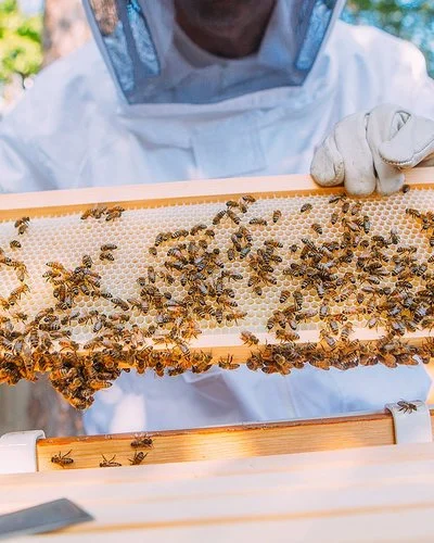 Ein Imker im Schutzanzug hält mit behandschuhten Händen ein Rähmchen mit Bienenwaben hoch, auf dem zahlreiche Bienen sitzen.