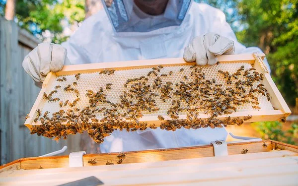 Ein Imker im Schutzanzug hält mit behandschuhten Händen ein Rähmchen mit Bienenwaben hoch, auf dem zahlreiche Bienen sitzen.