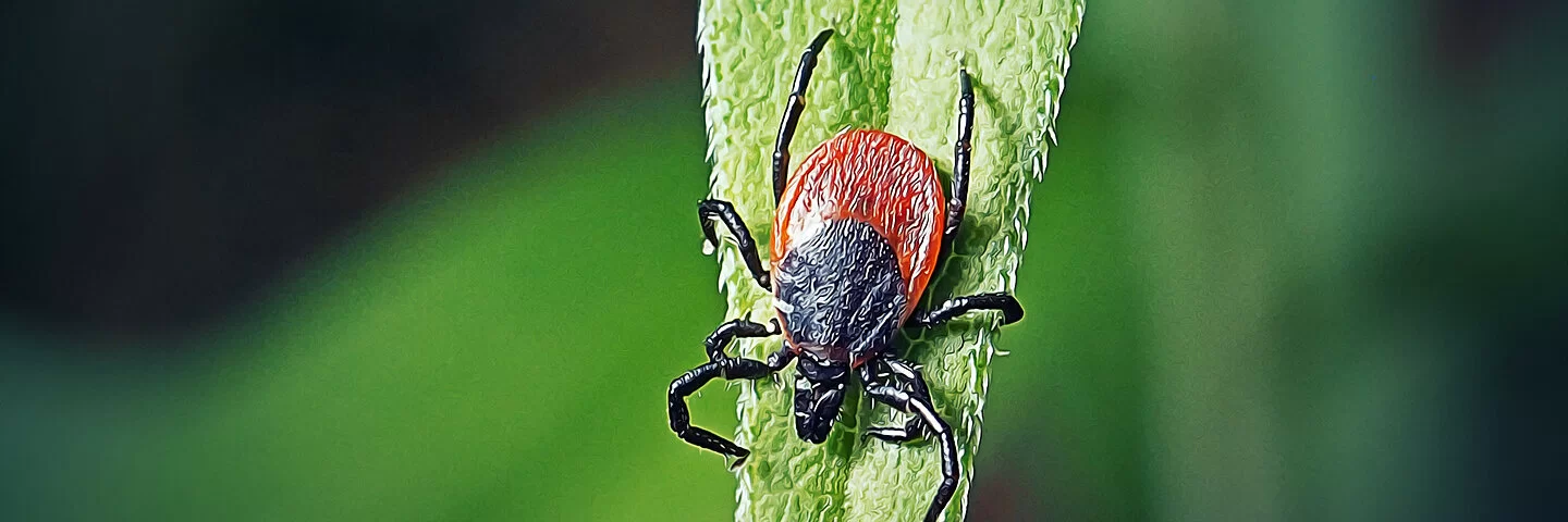 Nahaufnahme einer Zecke auf einem Blatt