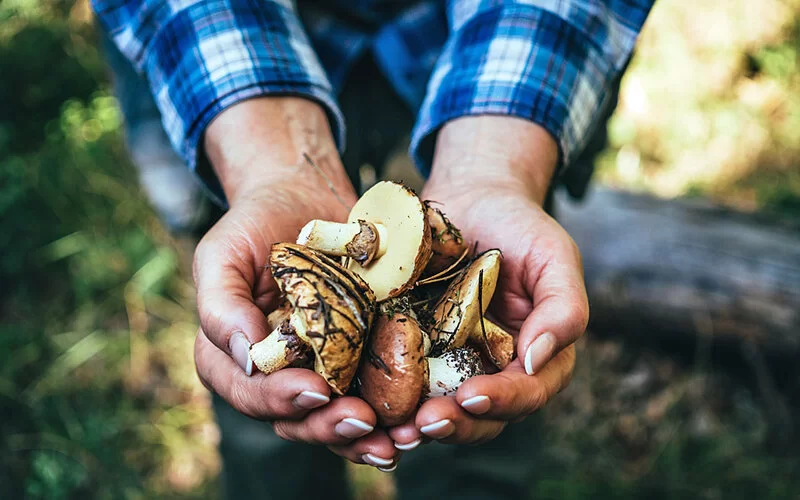 Ein Mann hält im Wald gesammelte Pilze in den Händen.