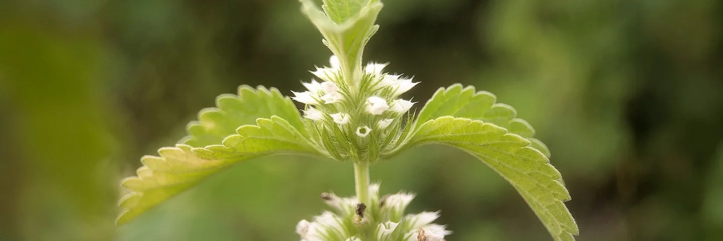 Eine Großaufnahme zeigt die Spitze eines blühenden Gewöhnlichen Andorns. Zu sehen sind zwei kugelige Blütenstände mit kleinen weißen Blüten sowie gezähnte Blätter, die paarweise ober- und unterhalb der Blüten vom Stängel abzweigen.