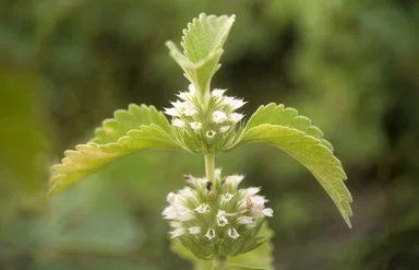 Eine Großaufnahme zeigt die Spitze eines blühenden Gewöhnlichen Andorns. Zu sehen sind zwei kugelige Blütenstände mit kleinen weißen Blüten sowie gezähnte Blätter, die paarweise ober- und unterhalb der Blüten vom Stängel abzweigen.