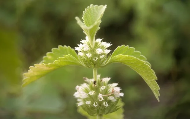 Eine Großaufnahme zeigt die Spitze eines blühenden Gewöhnlichen Andorns. Zu sehen sind zwei kugelige Blütenstände mit kleinen weißen Blüten sowie gezähnte Blätter, die paarweise ober- und unterhalb der Blüten vom Stängel abzweigen.
