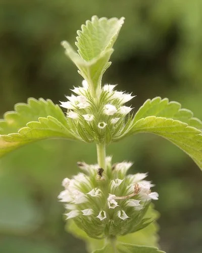 Eine Großaufnahme zeigt die Spitze eines blühenden Gewöhnlichen Andorns. Zu sehen sind zwei kugelige Blütenstände mit kleinen weißen Blüten sowie gezähnte Blätter, die paarweise ober- und unterhalb der Blüten vom Stängel abzweigen.