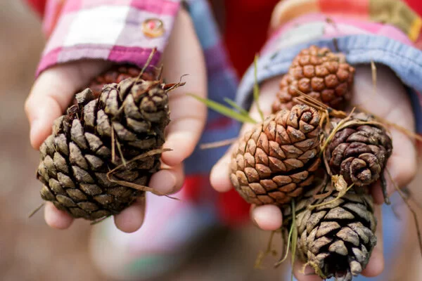 Malvorlage Tannenzapfen