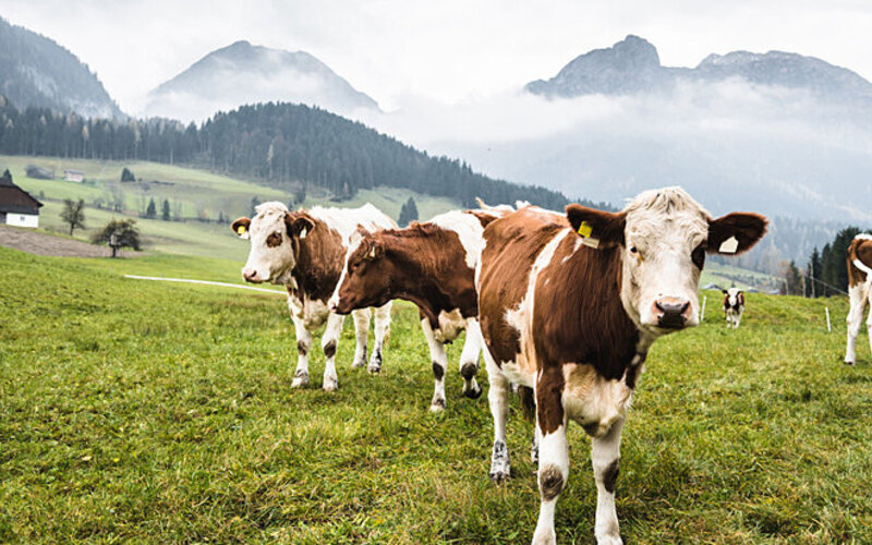 Butter oder Margarine: Kühe auf der Weide.