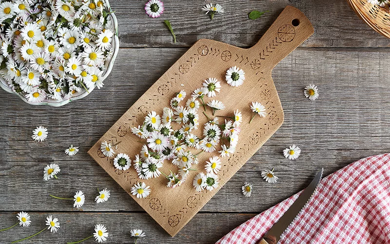 Viele Gänseblümchenblüten liegen auf einem Holzschneidebrett auf einem Holztisch. Rundherum liegen vereinzelte Gänseblümchenblüten, eine Schale mit Gänseblümchen sowie ein kariertes Küchentuch, samt Schneidemesser.