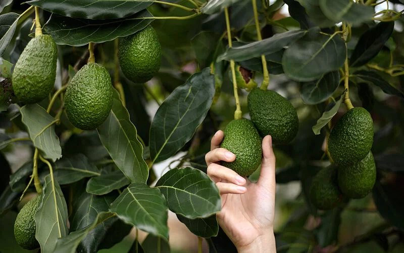 Eine Hand greift nach einer Avocado, die an einem Baum hängt.