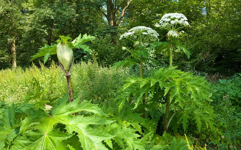 Ein Riesen-Bärenklau auf einer Waldlichtung – die Pflanze gehört zu den Neophyten.