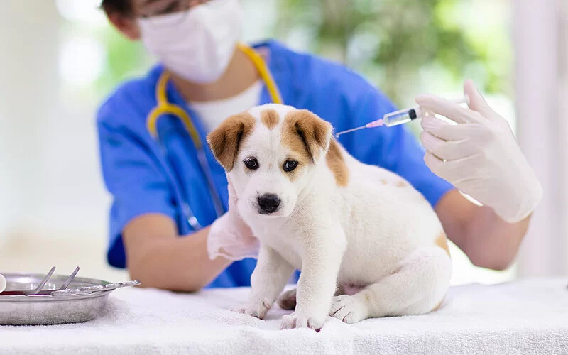 Der Tierarzt impft einen kleinen Hund gegen Leptospirose.