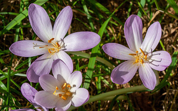 10 giftige Pflanzen im heimischen Garten