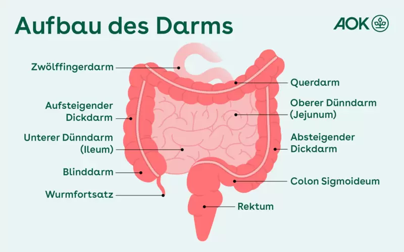 Übersichtsgrafik über den Aufbau des Darms.