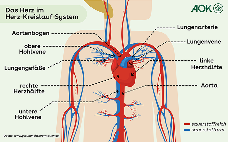 Grafik Das Herz im Herzkreislaufsystem.