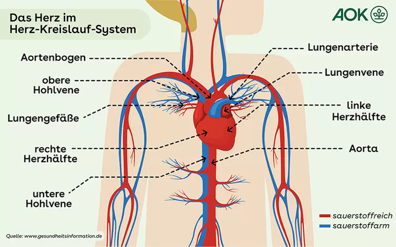 Grafik Das Herz im Herzkreislaufsystem.