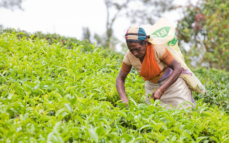 Eine ältere Frau pflückt auf einer Plantage Teeblätter mit der Hand.