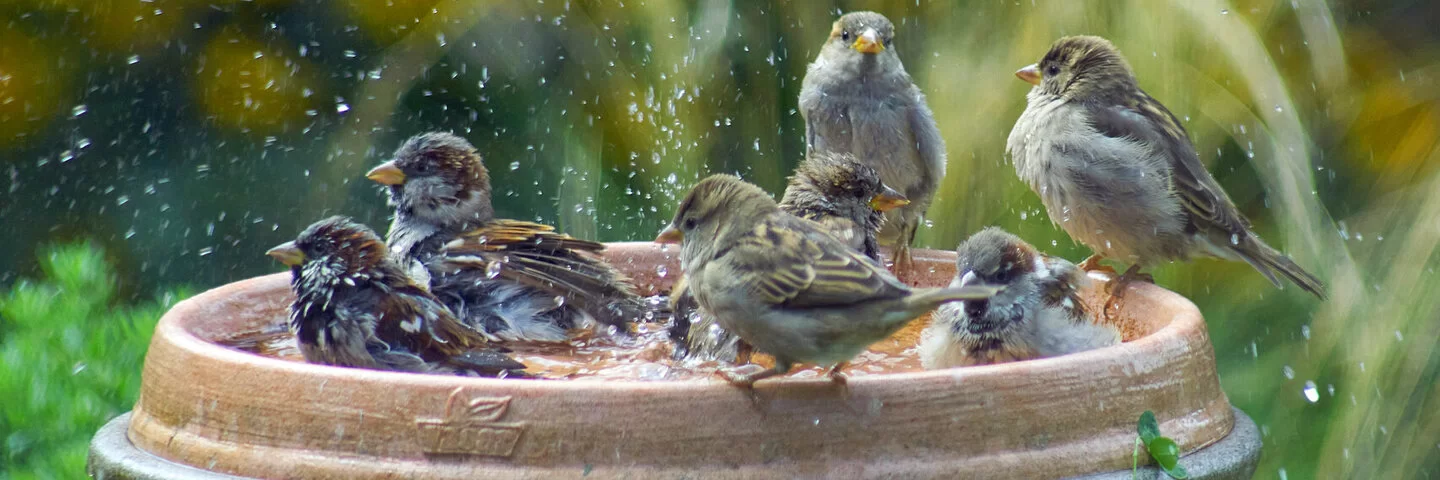 Einige heimische Vögel nehmen ein Bad in einer Vogeltränke.