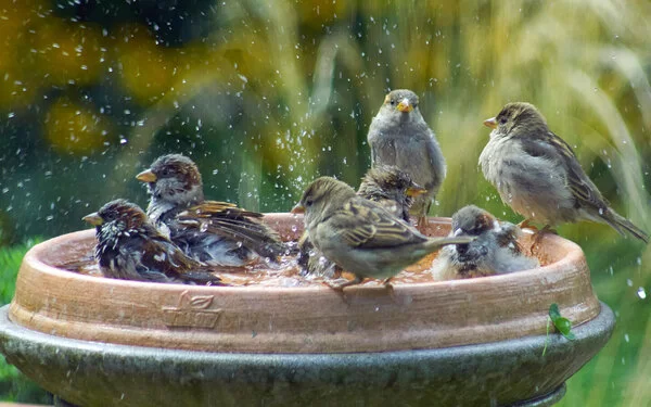 Einige heimische Vögel nehmen ein Bad in einer Vogeltränke.