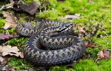 Eine Kreuzotter mit zum Angriff erhobenem Kopf auf grünem Untergrund und von herbstlichen Blättern umgeben.