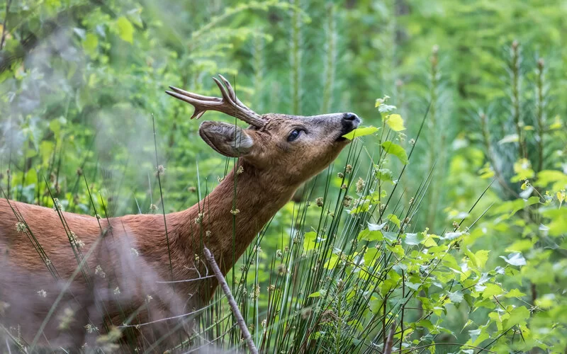 Ein junger Rehbock äst frisches Laub im dichten, grünen Unterholz eines Wildgeheges.