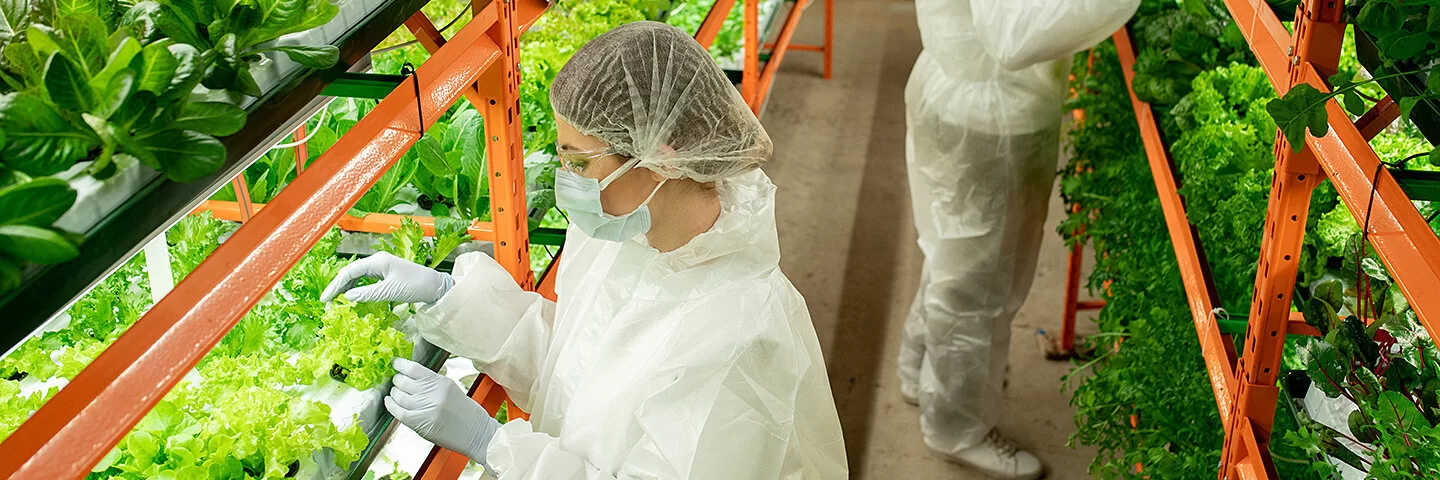 Zwei junge Menschen in weißen Schutzanzügen betreiben Vertical Farming, sie pflegen Gemüsepflanzen in mehreren Etagen-Beeten in einem großen Raum.
