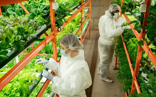Zwei junge Menschen in weißen Schutzanzügen betreiben Vertical Farming, sie pflegen Gemüsepflanzen in mehreren Etagen-Beeten in einem großen Raum.