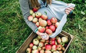 Frau kippt in einem Tuch gesammelte Äpfel in eine Apfelkiste aus Holz.