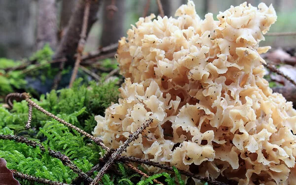 Schwammartiger Pilz im Wald.