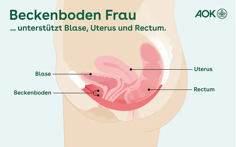 Die Grafik zeigt einen Querschnitt durch den Beckenboden einer Frau.