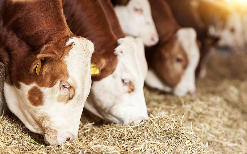 Kühe eines Bio-Bauernhofes stehen nebeneinander im Stall und fressen Heu.