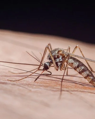 Großaufnahme von einer Mücke, die Malaria übertragen kann.