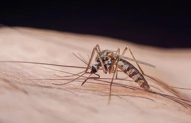 Großaufnahme von einer Mücke, die Malaria übertragen kann.
