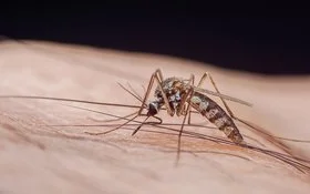 Großaufnahme von einer Mücke, die Malaria übertragen kann.