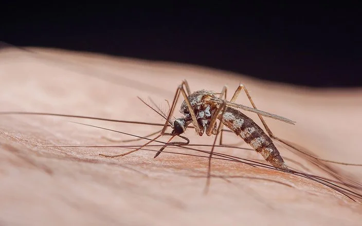 Großaufnahme von einer Mücke, die Malaria übertragen kann.