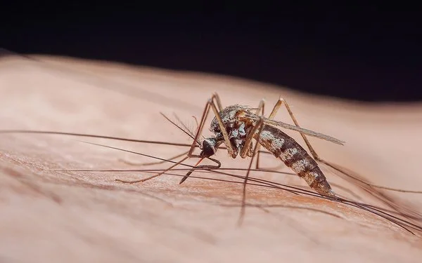 Großaufnahme von einer Mücke, die Malaria übertragen kann.