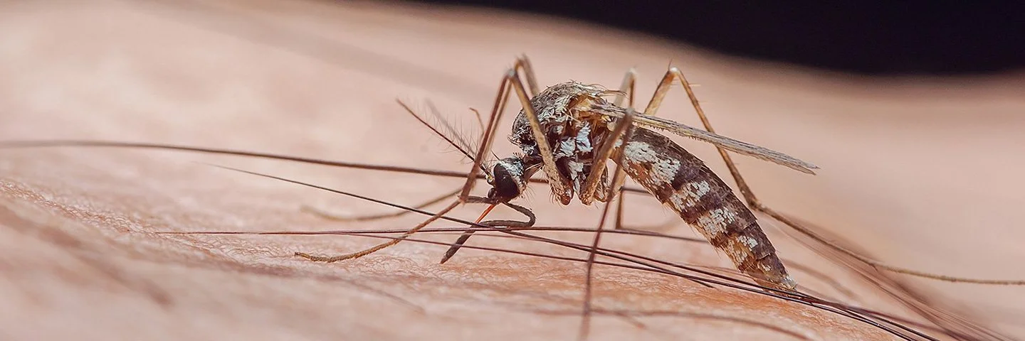 Großaufnahme von einer Mücke, die Malaria übertragen kann.