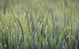 Feld mit Dinkel, der frühreif geerntet und zu Grünkern verarbeitet wird.