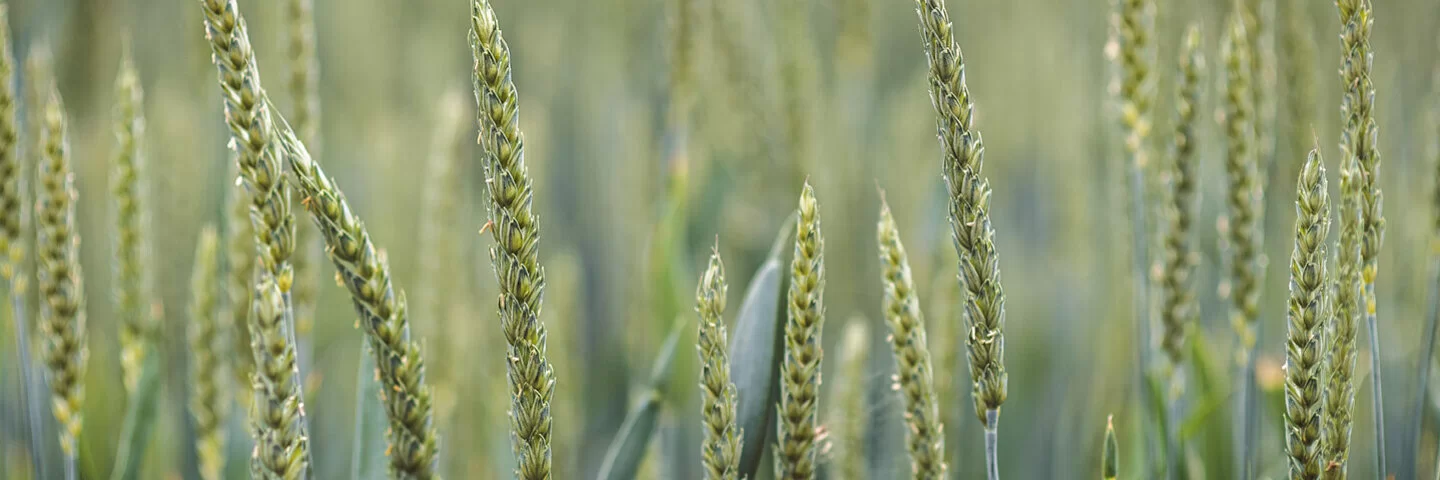 Feld mit Dinkel, der frühreif geerntet und zu Grünkern verarbeitet wird.