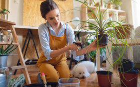 Junge Frau pflegt eine Zimmerpflanze in ihrer Wohnung.
