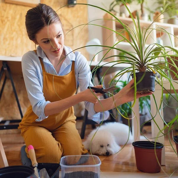 Junge Frau pflegt eine Zimmerpflanze in ihrer Wohnung.