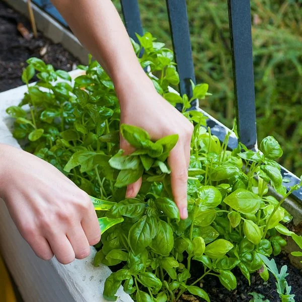 Eine Frau schneidet frische Kräuter aus einem Balkonbeet.