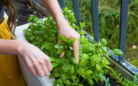 Eine Frau schneidet frische Kräuter aus einem Balkonbeet.